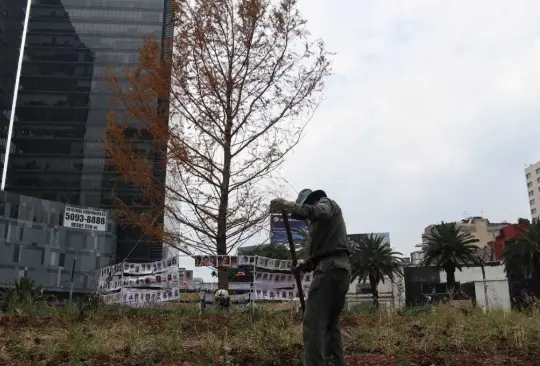 El ahuehuete tiene 20 años de edad y mide aproximadamente 12 metros de altura.