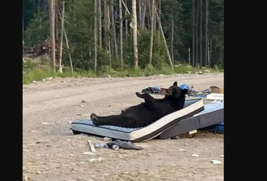 El oso estaba durmiendo sobre un colchón cuando fue descubierto. 