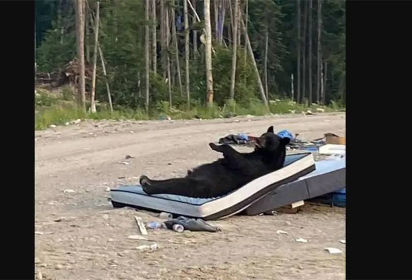 El oso estaba durmiendo sobre un colchón cuando fue descubierto. El oso estaba durmiendo sobre un colchón cuando fue descubierto.