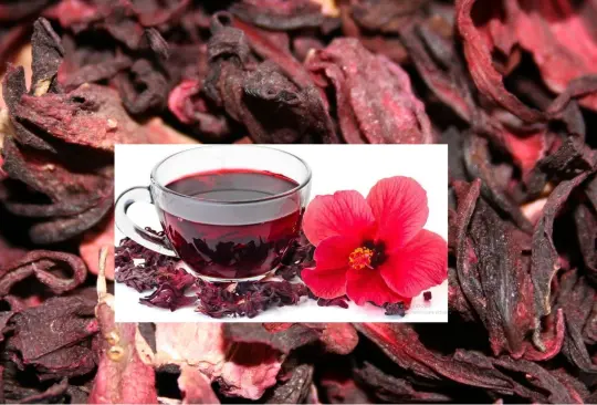 Lo que tienes que saber de las propiedades desinfectantes y antioxidantes de la flor de jamaica