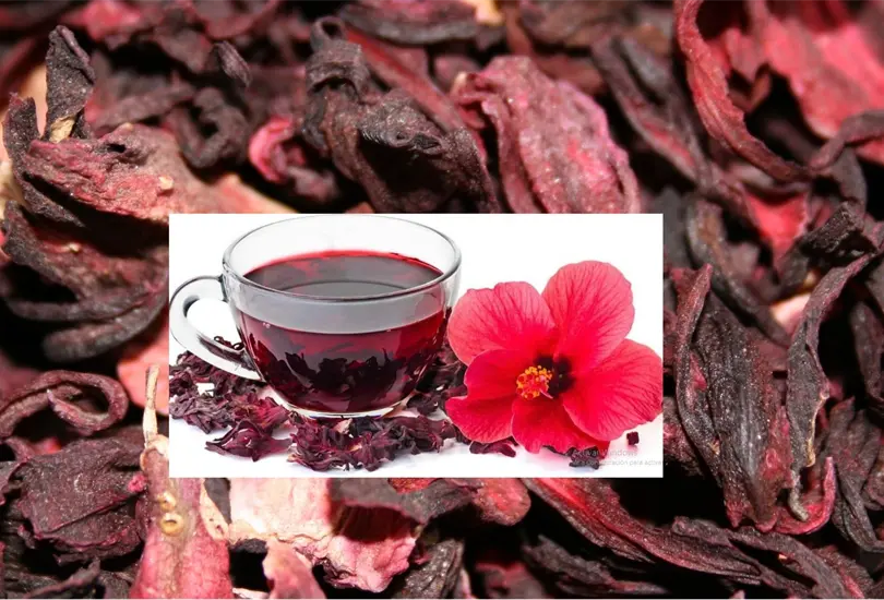 Lo que tienes que saber de las propiedades desinfectantes y antioxidantes de la flor de jamaica