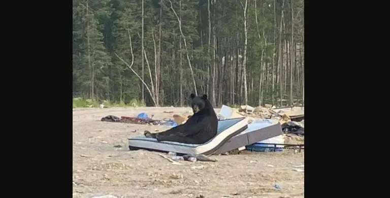 El oso estaba en un basurero en Canadá. Foto: Facebook (Keira Mamakwa).