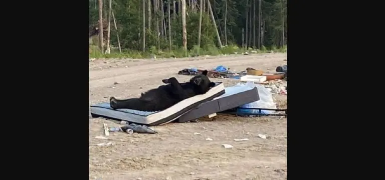 Las imágenes del oso sobre el colchón. Foto: Facebook (Keira Mamakwa).