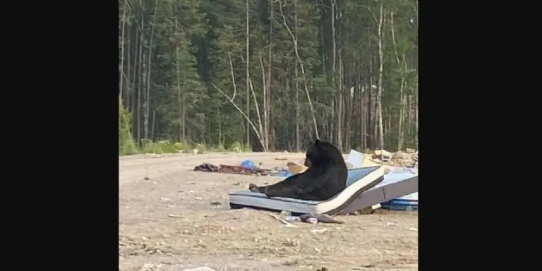El encuentro entre el oso y la mujer no pasó a mayores. Foto: Facebook (Keira Mamakwa).