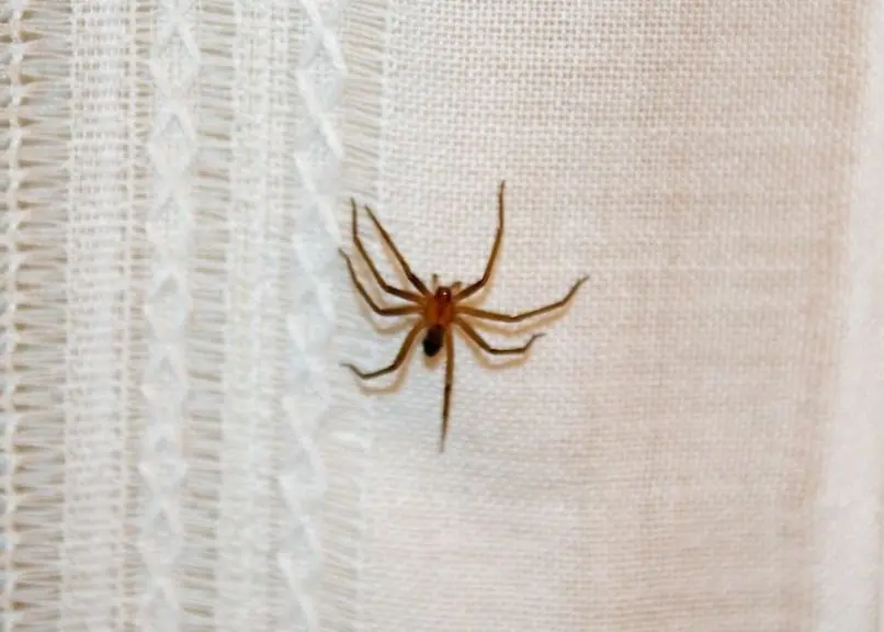 Es la especie de ara&ntilde;a m&aacute;s peligrosa en M&eacute;xico.