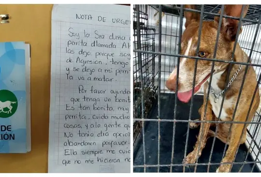 Mujer pide que le busquen un hogar a su perrita 