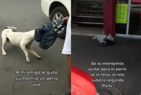 El perro se quedó mordiendo la mochila hasta hacerla pedazos