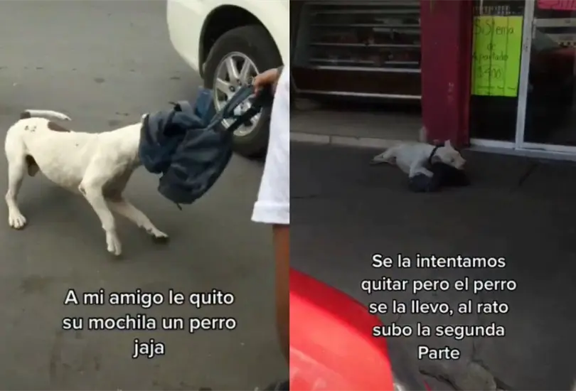 El perro se qued&oacute; mordiendo la mochila hasta hacerla pedazos