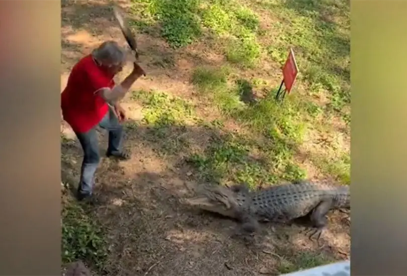 ¡A sartenazos! Hombre se defiende de cocodrilo con un sartén | VIDEO ¡A sartenazos! Hombre se defiende de cocodrilo con un sartén | VIDEO