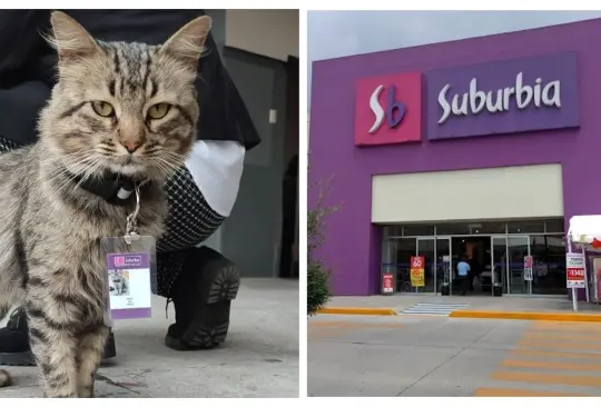 Suburbia contrata a gatito en situación de calle