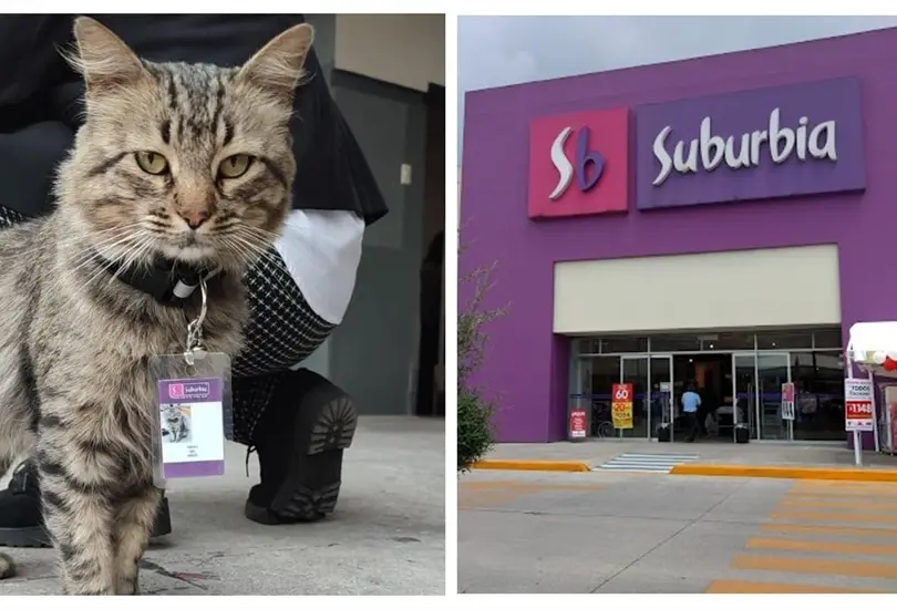 Suburbia contrata a gatito en situación de calle Suburbia contrata a gatito en situación de calle