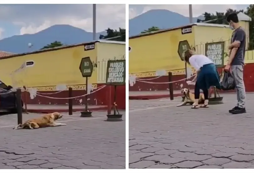 Perrito enga&ntilde;a a turistas