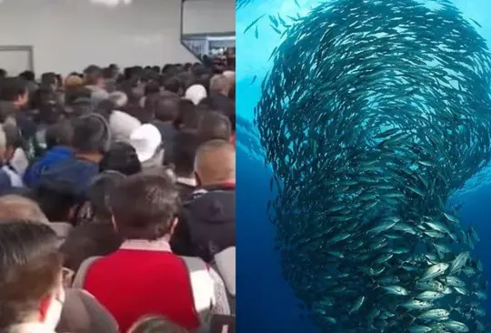 Usuarios del Metro Pantitlán hacen escena de Buscando a Nemo. 