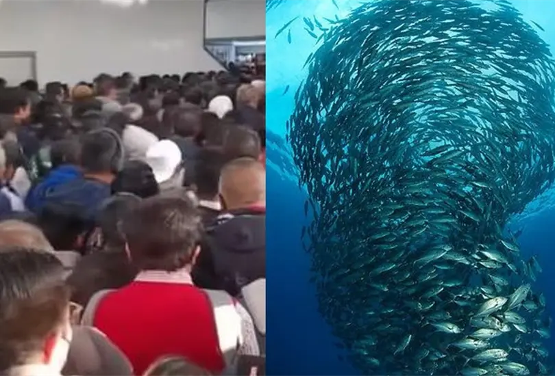 Usuarios del Metro Pantitl&aacute;n hacen escena de Buscando a Nemo. 