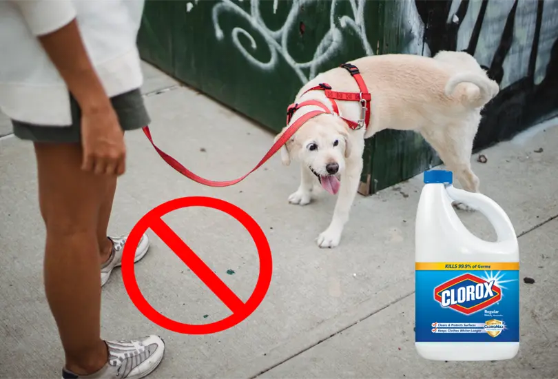 &iquest;Por qu&eacute; no es buena idea limpiar la orina de tu perro con cloro y qu&eacute; alternativas puedes usar?