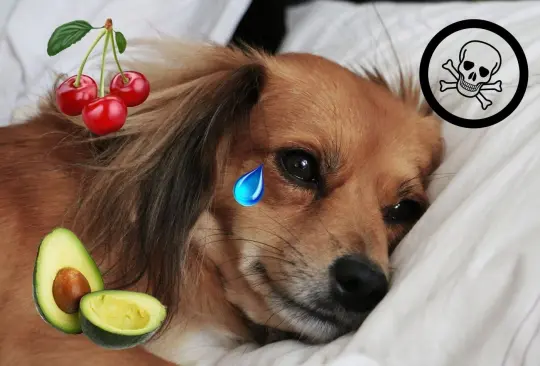 ¡Atención! Estas son las frutas y verduras que no puedes darle de comer a tu perro ¡Atención! Estas son las frutas y verduras que no puedes darle de comer a tu perro