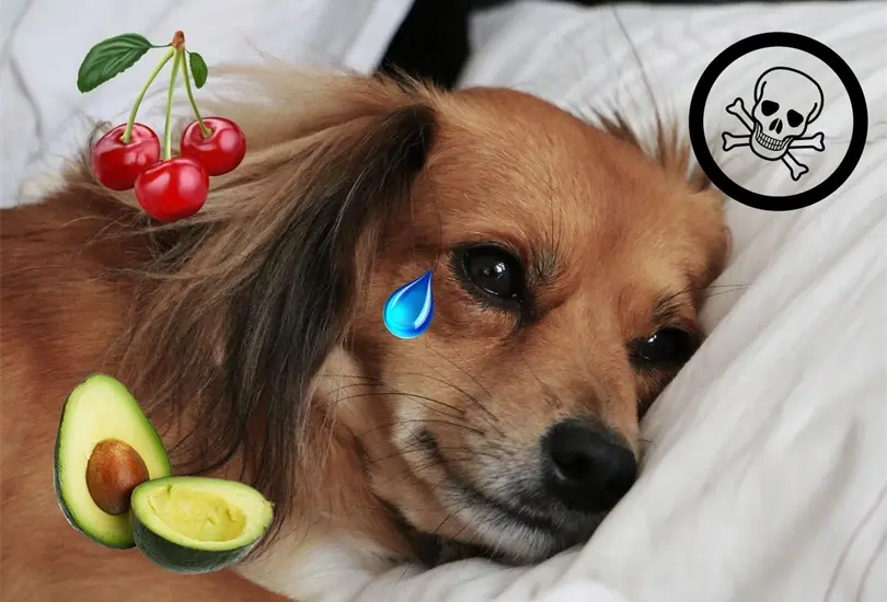 &iexcl;Atenci&oacute;n! Estas son las frutas y verduras que no puedes darle de comer a tu perro