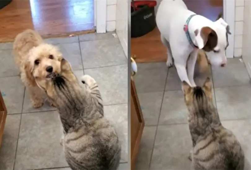 El gato huy&oacute; al ver que un perro m&aacute;s grande se acercaba a la habitaci&oacute;n en donde minutos antes hab&iacute;a agredido al cachorro 
