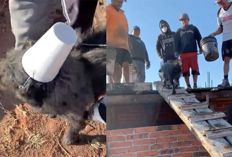 "Perrito albañil" se vuelve viral por ayudar a trabajadores de la construcción | VIDEO "Perrito albañil" se vuelve viral por ayudar a trabajadores de la construcción | VIDEO