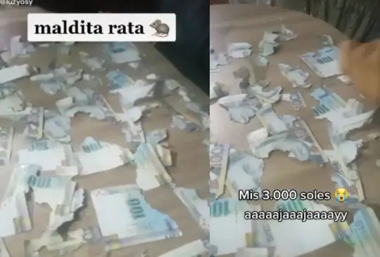 La joven se llevó una desagradable sorpresa al ver que una rata encontró sus billetes y terminó por destrozarlos