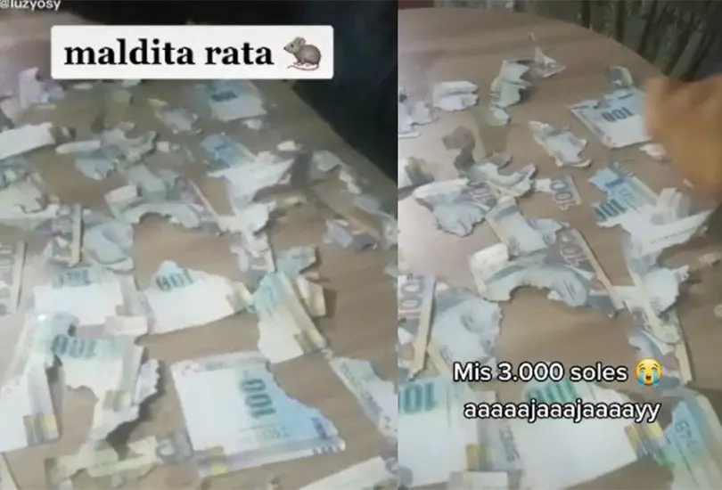 La joven se llev&oacute; una desagradable sorpresa al ver que una rata encontr&oacute; sus billetes y termin&oacute; por destrozarlos