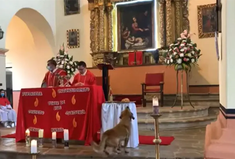 El perrito entr&oacute; sigilosamente a la iglesia mientras los feligreses cantan el tema El vino y El pan, tom&oacute; el alimento, y sali&oacute; huyendo del lugar.