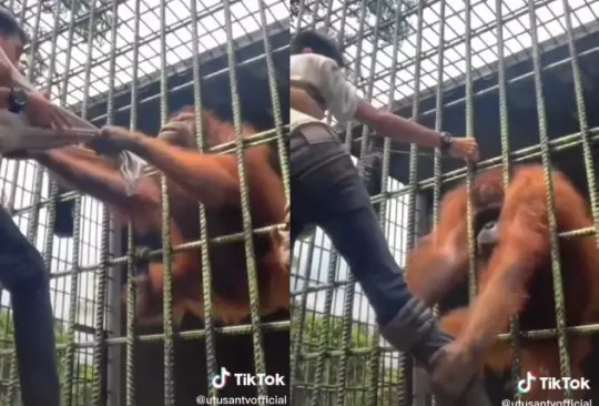 Terror en el zoológico: Influencer entra a zona prohibida y lo atrapa un orangután | VIDEO