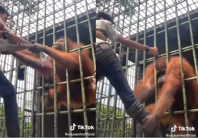 Terror en el zool&oacute;gico: Influencer entra a zona prohibida y lo atrapa un orangut&aacute;n | VIDEO
