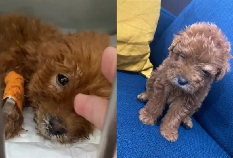 Un joven revel&oacute; una nueva forma de crueldad contra los perros, la cual consiste en pintarle el pelo de los cachorros de otro color para venderlos m&aacute;s caros.