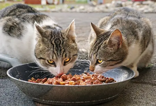 En un estudio realizado por la Profeco para la Revista del Consumidor del mes de julio, se encontraron irregularidades en 14 marcas de croquetas o alimento para gato