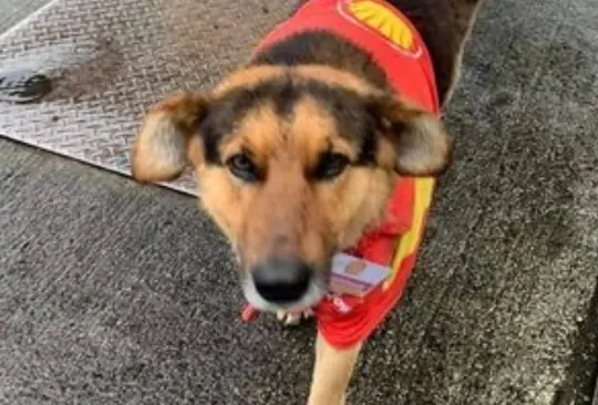 Contratan a perrito en gasolinera. 