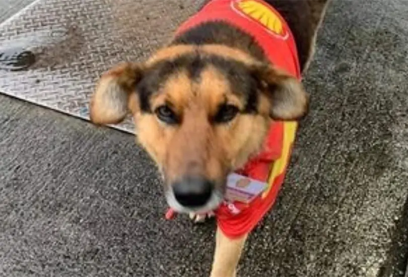 Contratan a perrito en gasolinera. 