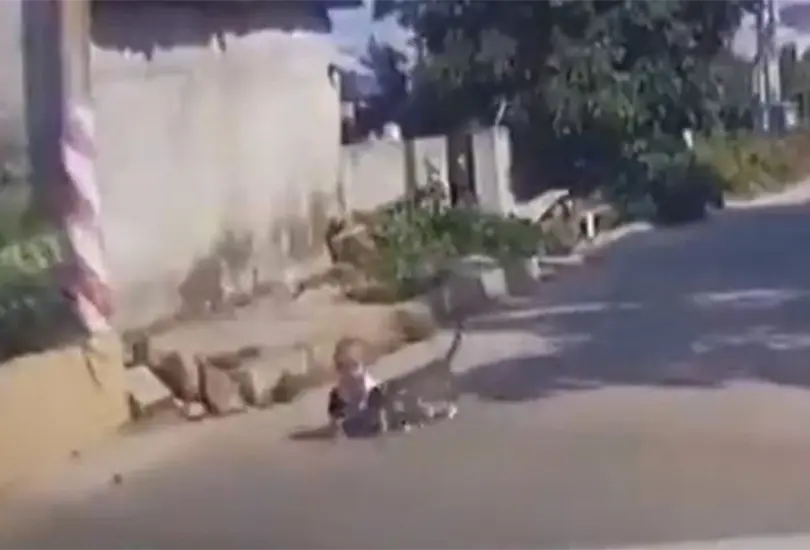 El gato salv&oacute; al beb&eacute; de ser atropellado. 