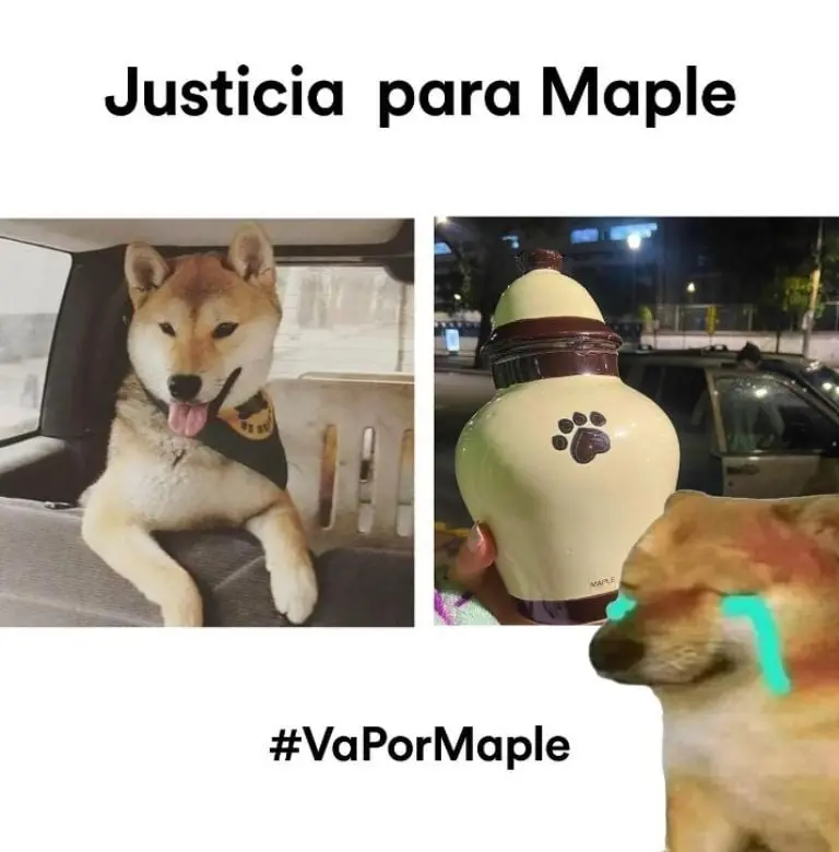 Piden justicia para Maple (Instagram)