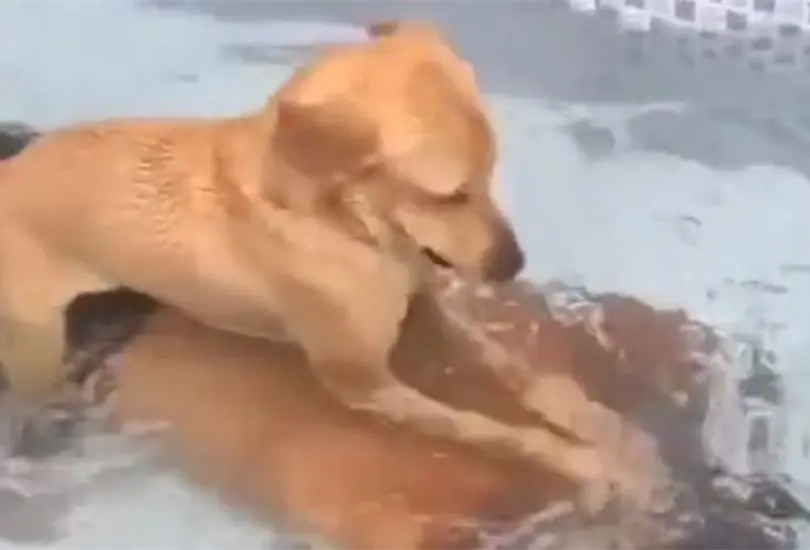 El perrito no dejó que su dueño se levantara. El perrito no dejó que su dueño se levantara.