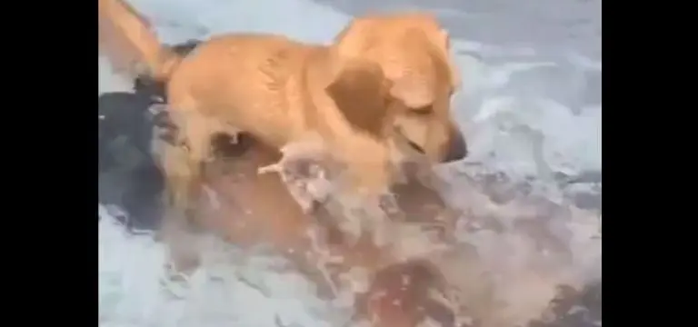 El perrito logró su objetivo. Foto: especial.
