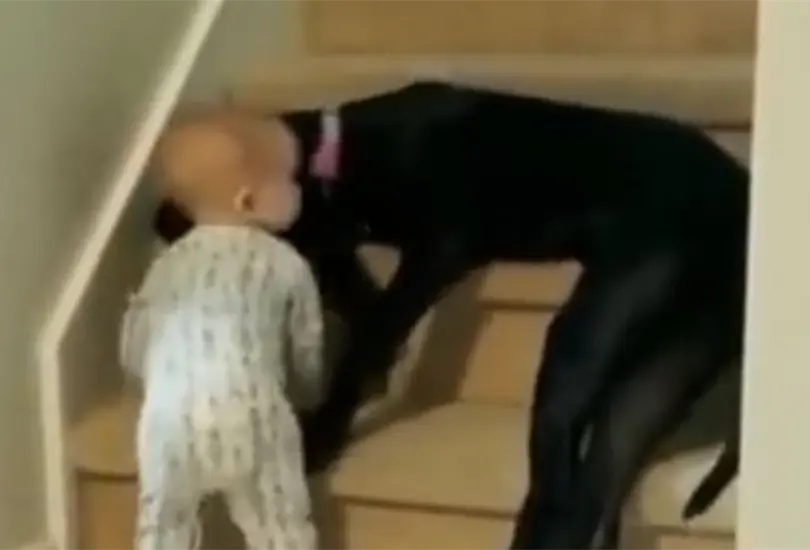 El perro se acost&oacute; en las escaleras. 