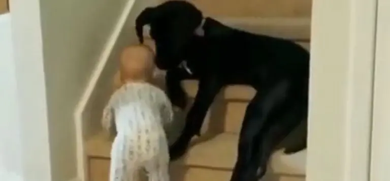 El bebé quería subir al siguiente nivel de la casa. Foto: captura de pantalla.