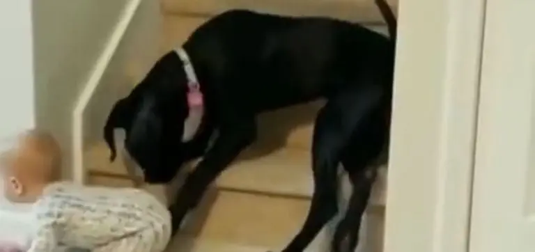 El bebé optó por irse a otro lugar. Foto: captura de pantalla.