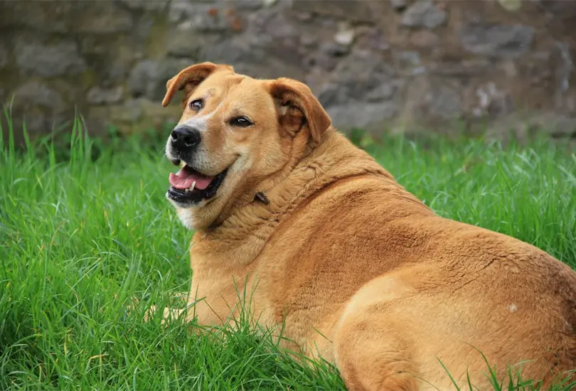Los perros con obesidad llegan hasta un 40 por ciento en M&eacute;xico