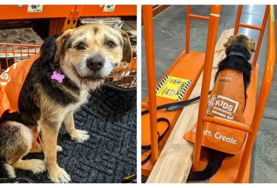 Perrita en Home Depot