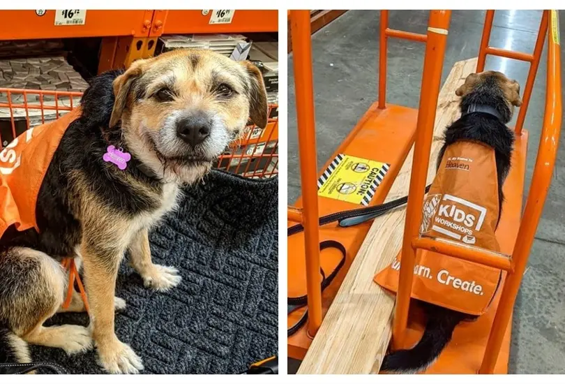 Perrita en Home Depot Perrita en Home Depot