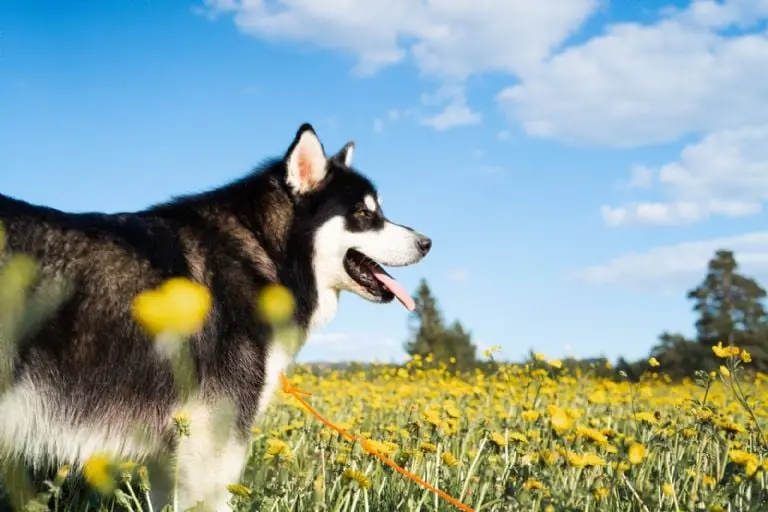 Es normal que no se vean las costillas de los perros, pero deben de poder sentirse al tacto. Foto: Pixabay,