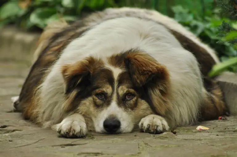 Los perros con obesidad sufren dolor en sus articulaciones por su peso. Foto: Pixabay.
