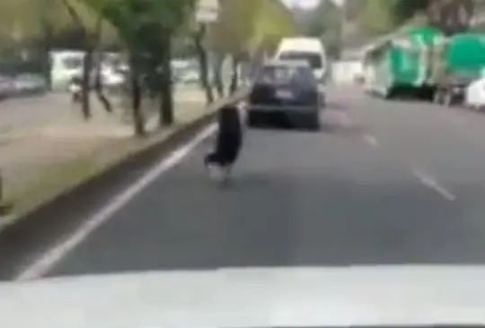 El perro corrió tras sus dueños, pero no los alcanzó. 