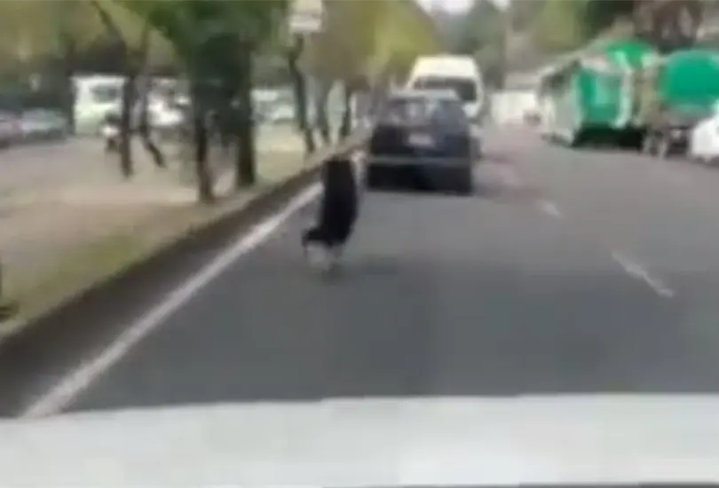 El perro corrió tras sus dueños, pero no los alcanzó. El perro corrió tras sus dueños, pero no los alcanzó.