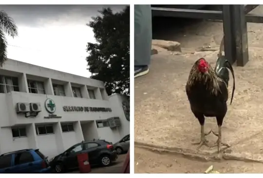 Gallo sigue esperando a su dueña Gallo sigue esperando a su dueña
