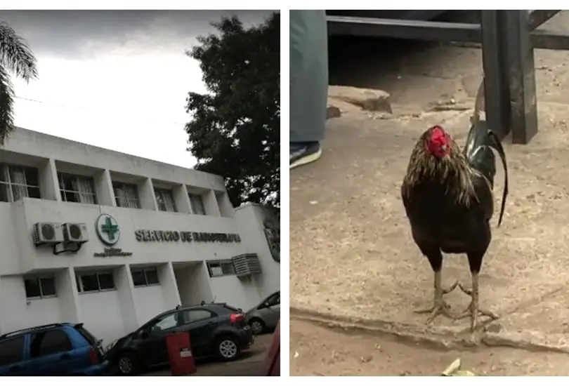 Gallo sigue esperando a su due&ntilde;a
