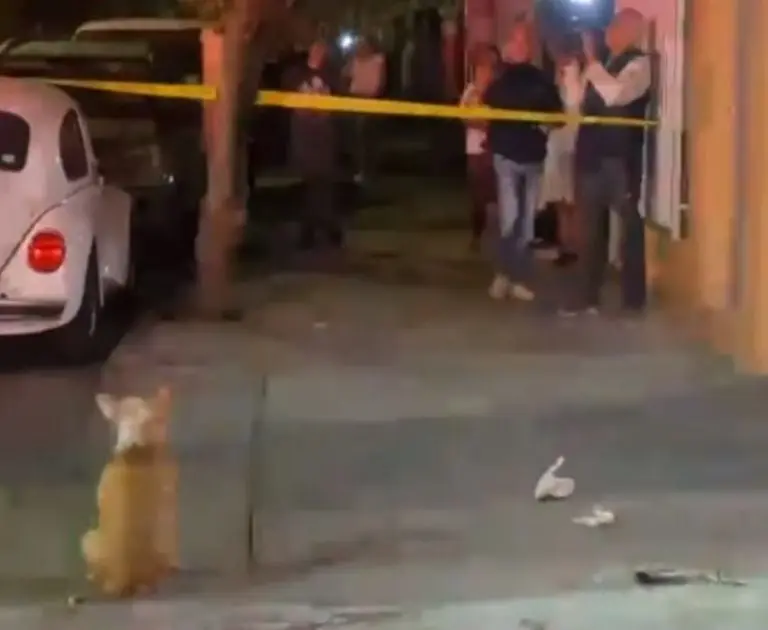 Perrita intenta salvar a su dueño (Redes sociales)