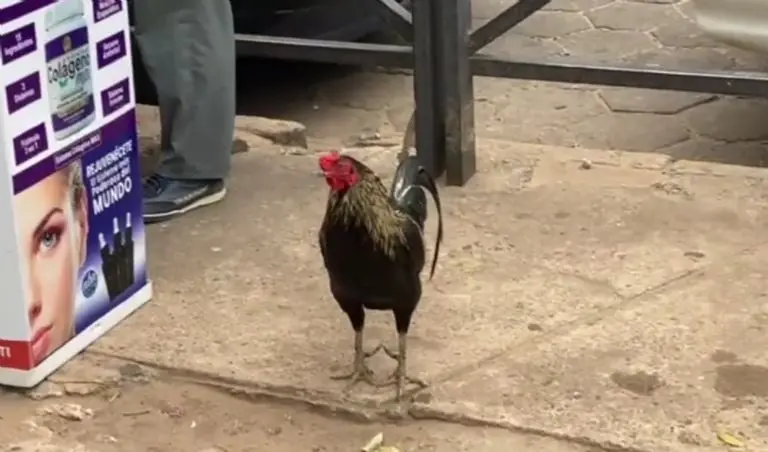 Gallo espera a su dueña (Diario El deber)